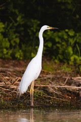 Photo of a majestic white bird gracefully standing in the tranquil waters of the Danube Delta Danube Delta birds wild life
