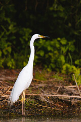 Photo of a majestic white bird standing in the calm waters of the Danube Delta Danube Delta birds wild life