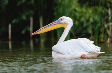 Photo of a majestic white pelican gracefully gliding on the tranquil waters of the Danube Delta Danube Delta birds wild life