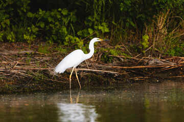 Photo of a majestic egret standing gracefully on the tranquil waters of the Danube Delta Danube Delta birds wild life