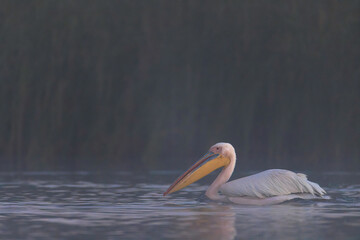 Photo of a majestic egret gracefully gliding on the tranquil waters of the Danube Delta Danube Delta birds wild life