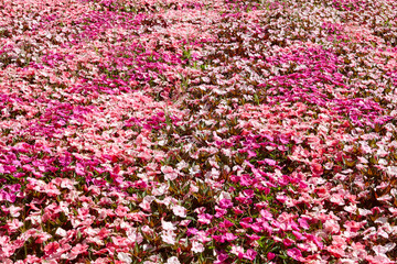 Springtime. Fresh impatiens walleriana flower field. Colorful floral blossom