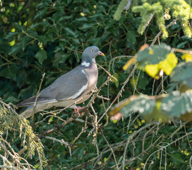 pigeon ramier sur sa branche