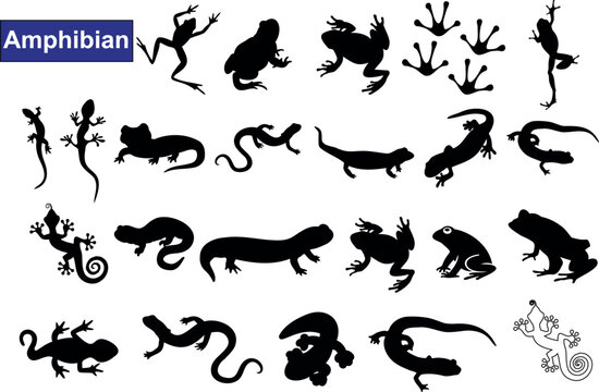 Amphibian vector illustration, black silhouettes on white background. features various tamphibians, such as frogs, salamanders, newts, and toads. suitable for educational, scientific,artistic purposes