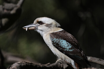 Kookaburra Eating a Lizard