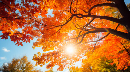 Sunlight filtering through colorful fall foliage. 