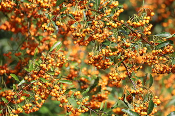 Pyracantha coccinea. Firethorn berries, rosaceae evergreen shrub.