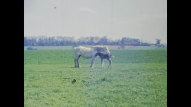 France 1975, Cattle Grazing in the 1970s