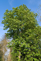Fototapeta premium Aesculus hippocastaneus , Marronnier