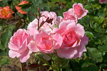 Rosier, Rose 'Jardins de France'