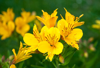lis des Incas, alstroemeria aurantiaca