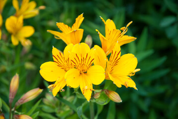 lis des Incas, alstroemeria aurantiaca