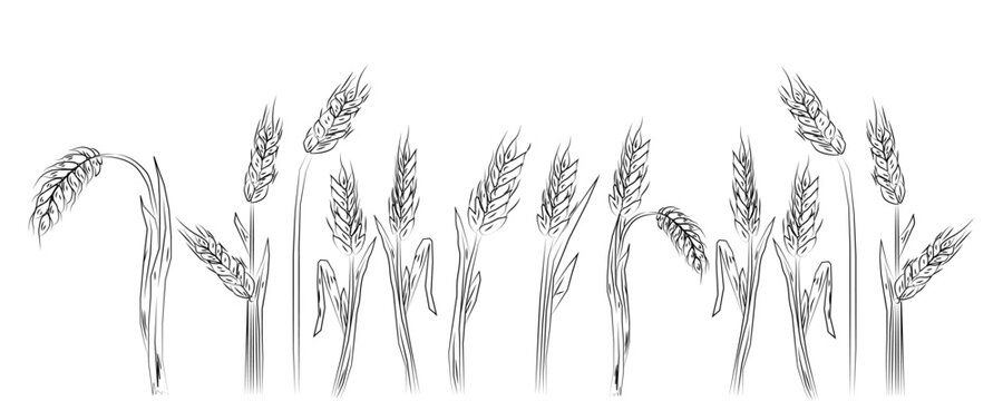 Wheat Ear vector icon. Wheat Ear logo. Grain icon. Agriculture symbol