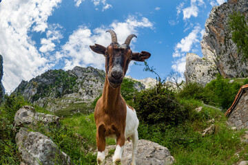 Obraz premium Cute newborn baby mountain goat goat during springtime in the mountains