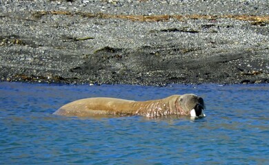 an atlantic walrus with ivory tusks swimming next to a rocky  shore in the billefjorden, near...