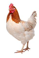 Fototapeta premium Chicken isolated on white background PNG object