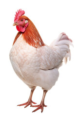Fototapeta premium Chicken isolated on white background PNG object