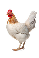 Fototapeta premium Chicken isolated on white background PNG object