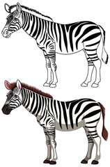 Fototapeta na wymiar Black and White Zebra