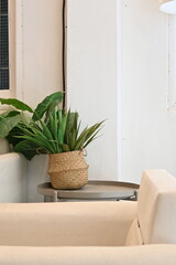 Decorate the room with woven pots and green trees Contrasting with the white room color.