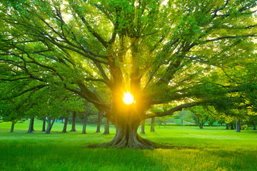 Tree Sunlight