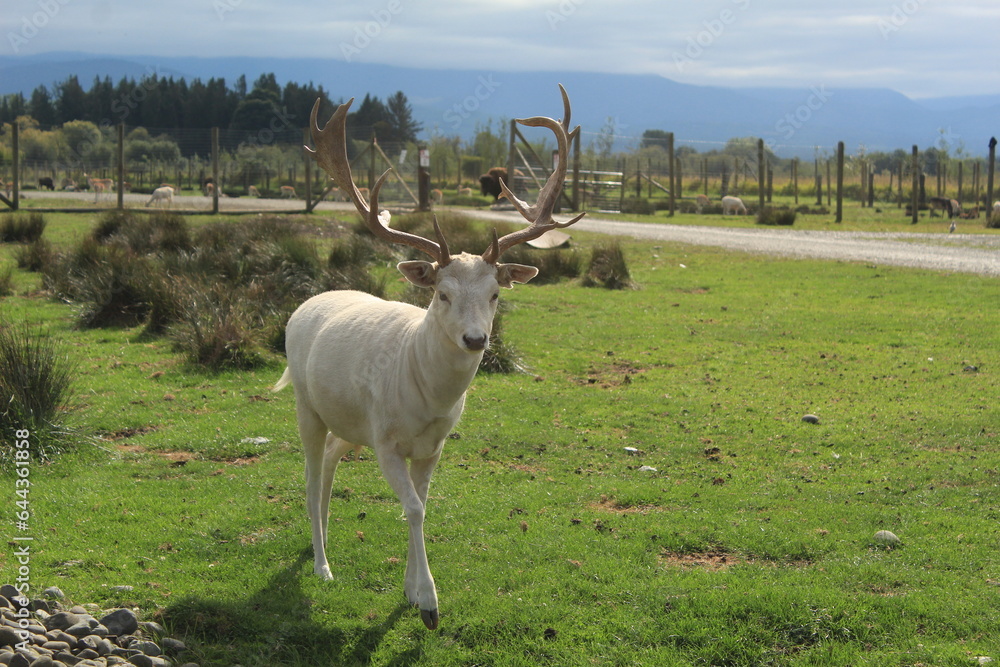 Wall mural deer