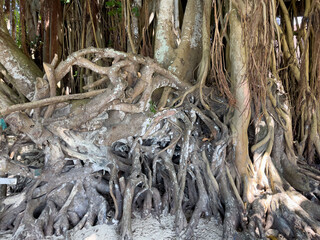 Banyan tree, also known as Banian tree.  Aerial roots develop from branches to enable tree spread. Mauritius