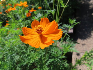 オレンジ色のコスモスの花