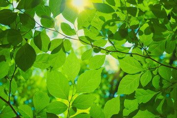 Fototapeta na wymiar green leaves bakground