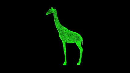 3D giraffe on black background. Wild animals concept. Business advertising backdrop. For title, text, presentation. 3d animation.
