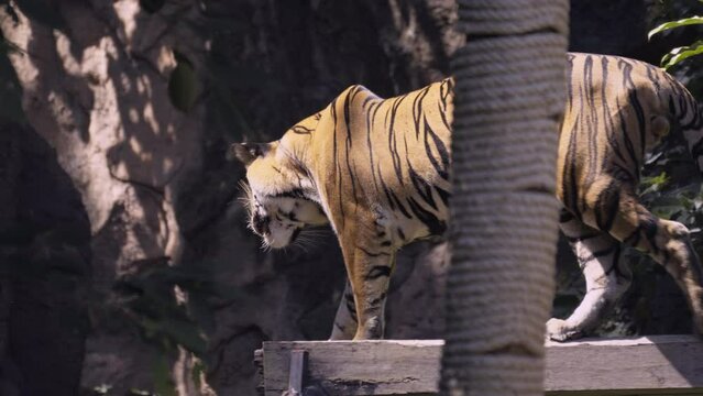 Portrait of tiger is walking for prey in the natural zoo. Amazing tiger in the natural zoo. Wild dangerous animal concept.