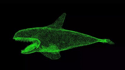 3D Toothy killer whale on black background. Wild animals concept. Underwater life. Business advertising backdrop. For title, text, presentation. 3d animation.