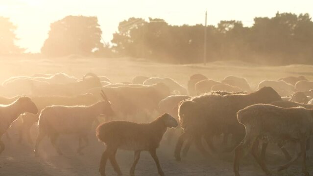 large herd livestock runs across field. goat sheep run at sunset kicking up dust. agriculture big farm. work with domestic slope. pets growing meat fluff wool milk. sunset field walking goats sheep.