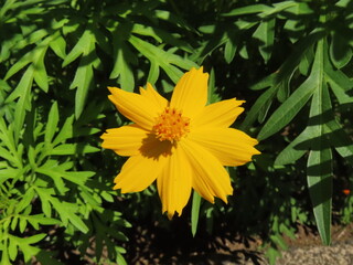 黄色のコスモスの花