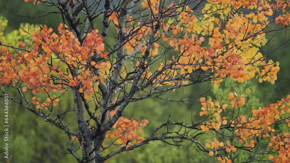 Poster bright autumn foliage on the birch tree in the tundra landscape. a close-up parallax shot. bokeh bac