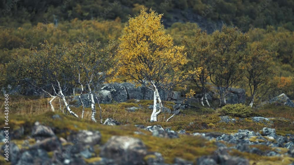 Poster a birch tree covered in yellow leaves stands out in the bleak tundra landscape. slow-motion parallax