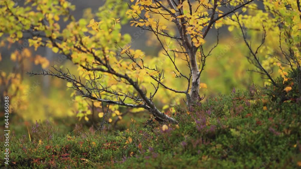 Poster dwarf birch trees covered with bright yellow leaves in the norwegian tundra. parallax shot. bokeh ba
