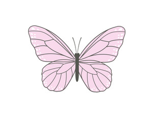 butterfly on white background