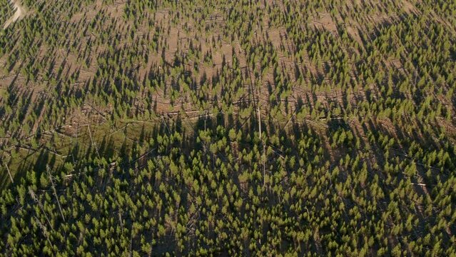 High aerial shot over small pine trees regrowing after a forest fire
