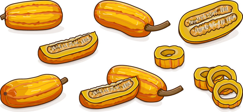 Set with whole, half, quarter of Delicata squash or Bohemian squash. Winter squash. Cucurbita pepo. Fruits and vegetables. Clipart. Isolated vector illustration.