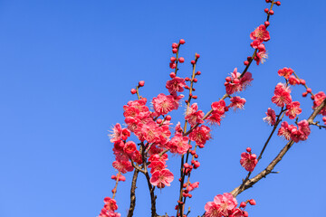 梅の花　紅梅（こうばい）