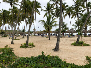 Sandy beach with palm trees and thatched umbrellas with beach chairs.