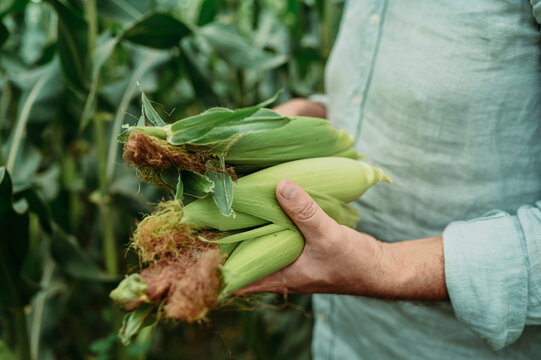 Man holding fresh corn in field