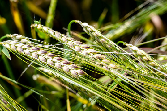 Close up of growing rye