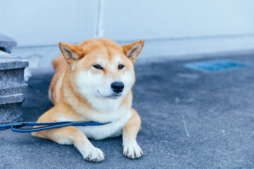 飼い主を待つ柴犬　Shiba Inu waiting for owner
