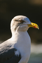 close up of a seagull