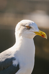 close up of a seagull
