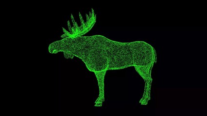 3D Elk on black background. Wild animals concept. Nature reserve and zoo. Business advertising backdrop. For title, text, presentation. 3d animation.