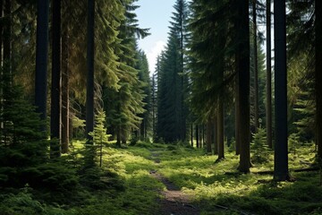 Mature evergreen forest with spruce, fir, and pine trees. Generative AI