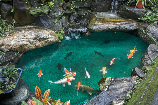 Japanese fish pond